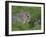 Young Rabbits (Oryctolagus Cuniculas), Outside Burrow, Teesdale, County Durham, England-Steve & Ann Toon-Framed Photographic Print