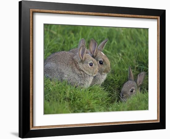 Young Rabbits (Oryctolagus Cuniculas), Outside Burrow, Teesdale, County Durham, England-Steve & Ann Toon-Framed Photographic Print