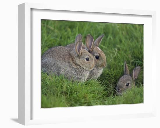 Young Rabbits (Oryctolagus Cuniculas), Outside Burrow, Teesdale, County Durham, England-Steve & Ann Toon-Framed Photographic Print