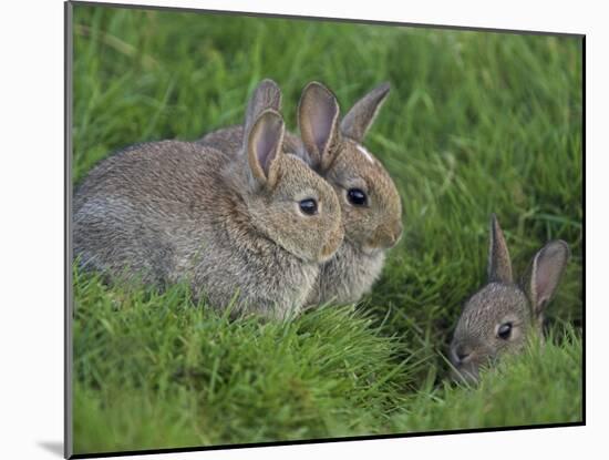 Young Rabbits (Oryctolagus Cuniculas), Outside Burrow, Teesdale, County Durham, England-Steve & Ann Toon-Mounted Photographic Print