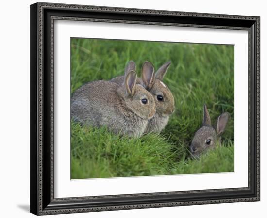 Young Rabbits (Oryctolagus Cuniculas), Outside Burrow, Teesdale, County Durham, England-Steve & Ann Toon-Framed Photographic Print