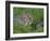 Young Rabbits (Oryctolagus Cuniculas), Outside Burrow, Teesdale, County Durham, England-Steve & Ann Toon-Framed Photographic Print