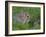 Young Rabbits (Oryctolagus Cuniculas), Outside Burrow, Teesdale, County Durham, England-Steve & Ann Toon-Framed Photographic Print