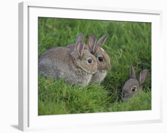 Young Rabbits (Oryctolagus Cuniculas), Outside Burrow, Teesdale, County Durham, England-Steve & Ann Toon-Framed Photographic Print