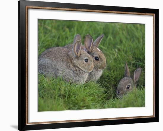 Young Rabbits (Oryctolagus Cuniculas), Outside Burrow, Teesdale, County Durham, England-Steve & Ann Toon-Framed Photographic Print