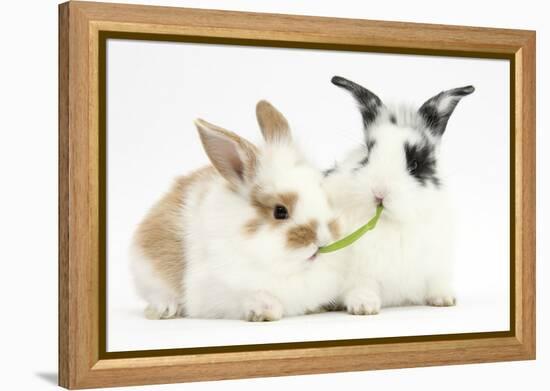 Young Rabbits Sharing a Blade of Grass-Mark Taylor-Framed Premier Image Canvas