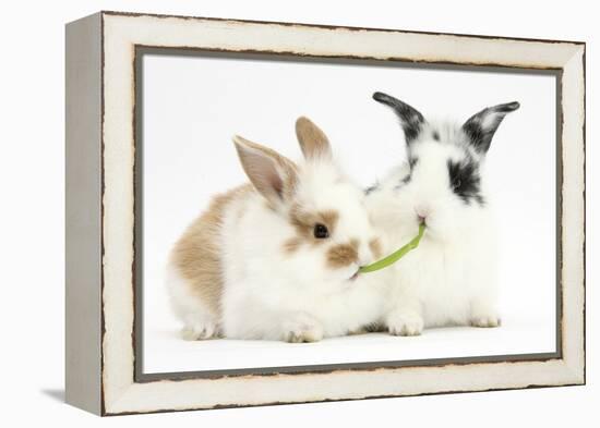 Young Rabbits Sharing a Blade of Grass-Mark Taylor-Framed Premier Image Canvas