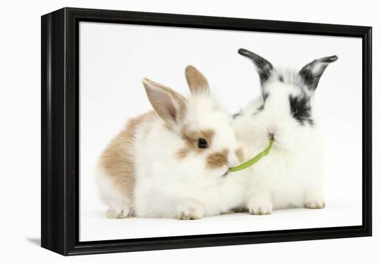 Young Rabbits Sharing a Blade of Grass-Mark Taylor-Framed Premier Image Canvas