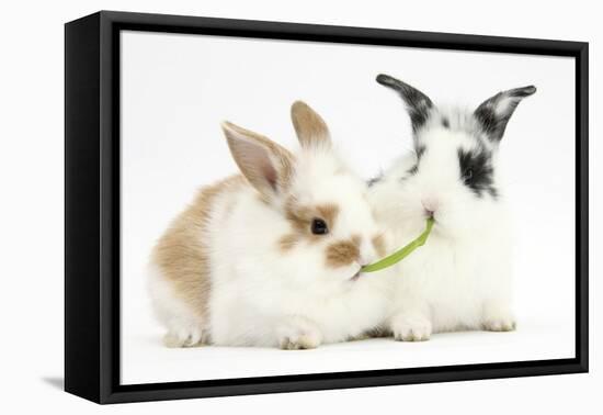 Young Rabbits Sharing a Blade of Grass-Mark Taylor-Framed Premier Image Canvas