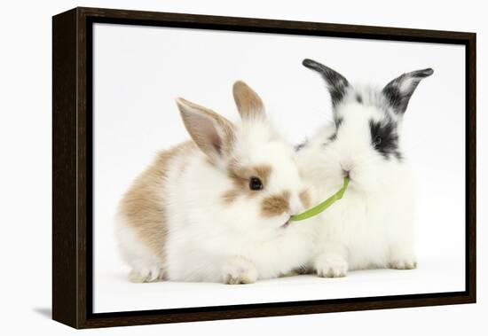 Young Rabbits Sharing a Blade of Grass-Mark Taylor-Framed Premier Image Canvas