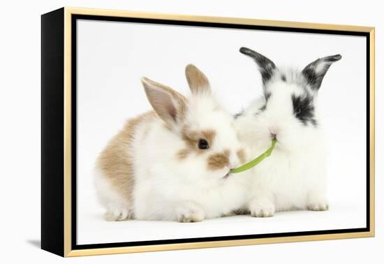 Young Rabbits Sharing a Blade of Grass-Mark Taylor-Framed Premier Image Canvas