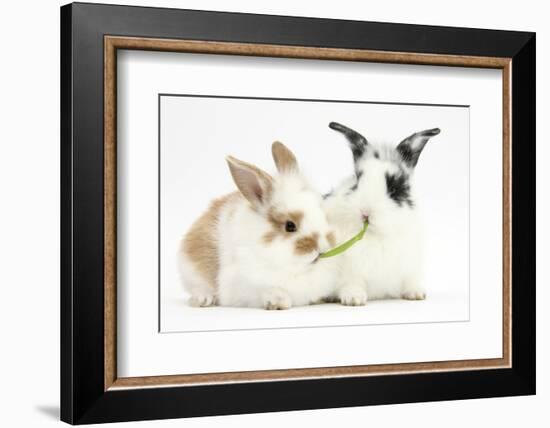 Young Rabbits Sharing a Blade of Grass-Mark Taylor-Framed Photographic Print