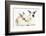 Young Rabbits Sharing a Blade of Grass-Mark Taylor-Framed Photographic Print