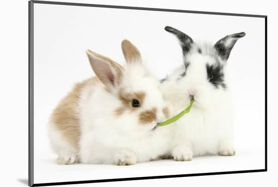 Young Rabbits Sharing a Blade of Grass-Mark Taylor-Mounted Photographic Print