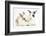 Young Rabbits Sharing a Blade of Grass-Mark Taylor-Framed Photographic Print