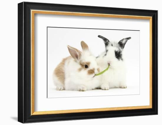 Young Rabbits Sharing a Blade of Grass-Mark Taylor-Framed Photographic Print