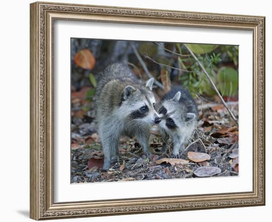 Young Raccoon Kissing Adult, Ding Darling National Wildlife Refuge, Sanibel, Florida, USA-Arthur Morris-Framed Photographic Print