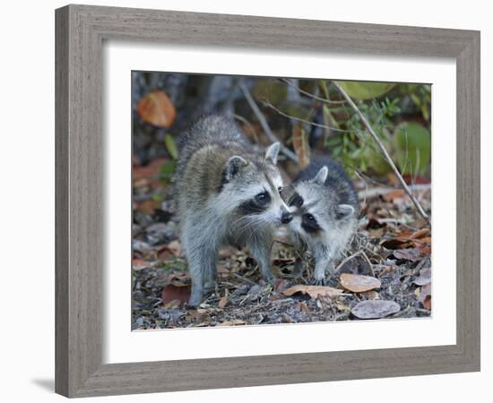 Young Raccoon Kissing Adult, Ding Darling National Wildlife Refuge, Sanibel, Florida, USA-Arthur Morris-Framed Photographic Print