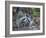 Young Raccoon Kissing Adult, Ding Darling National Wildlife Refuge, Sanibel, Florida, USA-Arthur Morris-Framed Photographic Print