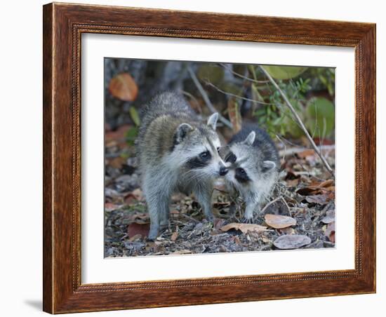 Young Raccoon Kissing Adult, Ding Darling National Wildlife Refuge, Sanibel, Florida, USA-Arthur Morris-Framed Photographic Print