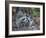 Young Raccoon Kissing Adult, Ding Darling National Wildlife Refuge, Sanibel, Florida, USA-Arthur Morris-Framed Photographic Print