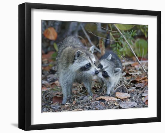 Young Raccoon Kissing Adult, Ding Darling National Wildlife Refuge, Sanibel, Florida, USA-Arthur Morris-Framed Photographic Print