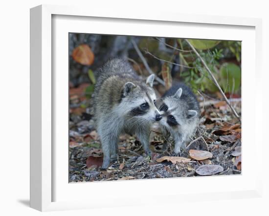 Young Raccoon Kissing Adult, Ding Darling National Wildlife Refuge, Sanibel, Florida, USA-Arthur Morris-Framed Photographic Print