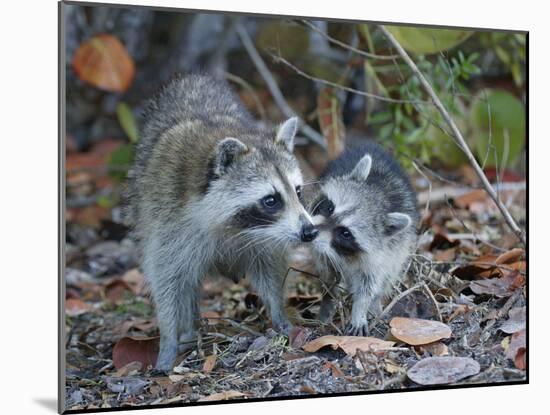 Young Raccoon Kissing Adult, Ding Darling National Wildlife Refuge, Sanibel, Florida, USA-Arthur Morris-Mounted Photographic Print