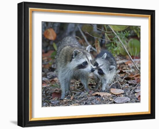 Young Raccoon Kissing Adult, Ding Darling National Wildlife Refuge, Sanibel, Florida, USA-Arthur Morris-Framed Photographic Print