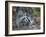 Young Raccoon Kissing Adult, Ding Darling National Wildlife Refuge, Sanibel, Florida, USA-Arthur Morris-Framed Photographic Print