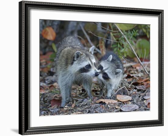 Young Raccoon Kissing Adult, Ding Darling National Wildlife Refuge, Sanibel, Florida, USA-Arthur Morris-Framed Photographic Print