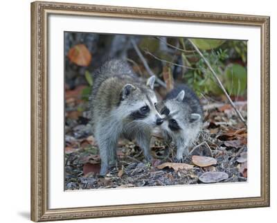 Young Raccoon Kissing Adult, Ding Darling National Wildlife Refuge,  Sanibel, Florida, USA' Photographic Print - Arthur Morris | Art.com