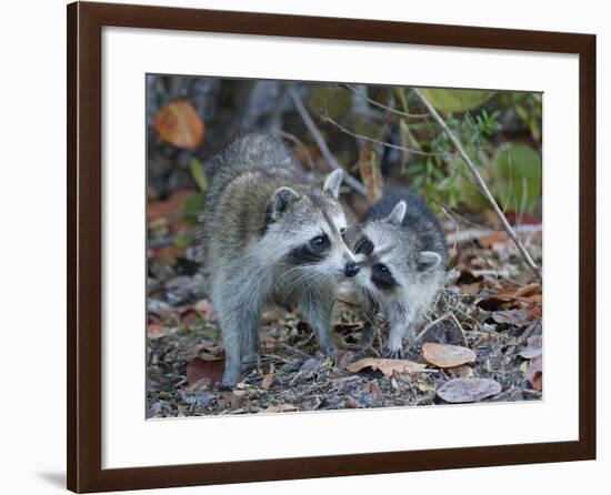 Young Raccoon Kissing Adult, Ding Darling National Wildlife Refuge, Sanibel, Florida, USA-Arthur Morris-Framed Photographic Print
