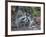 Young Raccoon Kissing Adult, Ding Darling National Wildlife Refuge, Sanibel, Florida, USA-Arthur Morris-Framed Photographic Print