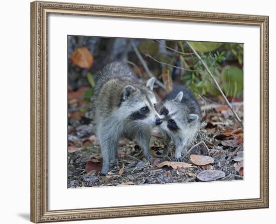 Young Raccoon Kissing Adult, Ding Darling National Wildlife Refuge, Sanibel, Florida, USA-Arthur Morris-Framed Photographic Print