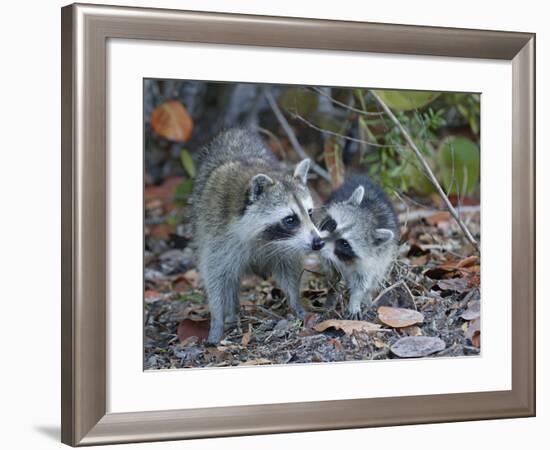 Young Raccoon Kissing Adult, Ding Darling National Wildlife Refuge, Sanibel, Florida, USA-Arthur Morris-Framed Photographic Print