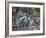 Young Raccoon Kissing Adult, Ding Darling National Wildlife Refuge, Sanibel, Florida, USA-Arthur Morris-Framed Photographic Print