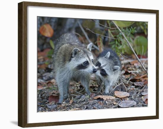 Young Raccoon Kissing Adult, Ding Darling National Wildlife Refuge, Sanibel, Florida, USA-Arthur Morris-Framed Photographic Print