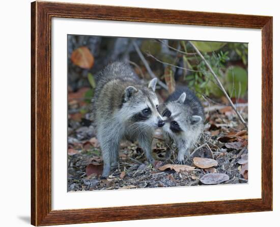 Young Raccoon Kissing Adult, Ding Darling National Wildlife Refuge, Sanibel, Florida, USA-Arthur Morris-Framed Photographic Print