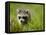 Young Raccoon Walking in Grass, Summer Evening, Assateague Island National Seashore, Maryland, Usa-Paul Souders-Framed Premier Image Canvas