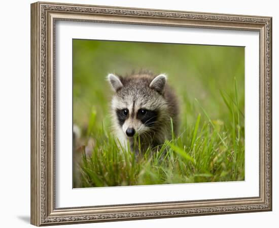 Young Raccoon Walking in Grass, Summer Evening, Assateague Island National Seashore, Maryland, Usa-Paul Souders-Framed Photographic Print