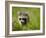 Young Raccoon Walking in Grass, Summer Evening, Assateague Island National Seashore, Maryland, Usa-Paul Souders-Framed Photographic Print