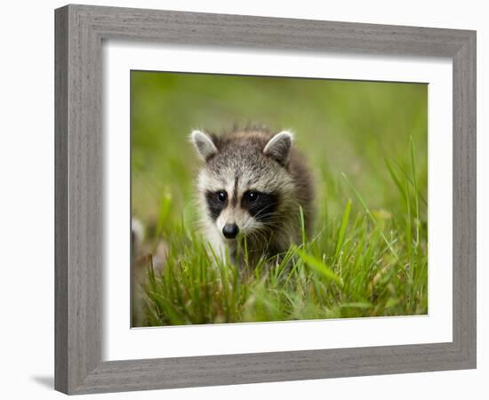 Young Raccoon Walking in Grass, Summer Evening, Assateague Island National Seashore, Maryland, Usa-Paul Souders-Framed Photographic Print