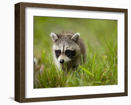 Young Raccoon Walking in Grass, Summer Evening, Assateague Island National Seashore, Maryland, Usa-Paul Souders-Framed Photographic Print