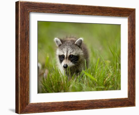 Young Raccoon Walking in Grass, Summer Evening, Assateague Island National Seashore, Maryland, Usa-Paul Souders-Framed Photographic Print