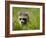 Young Raccoon Walking in Grass, Summer Evening, Assateague Island National Seashore, Maryland, Usa-Paul Souders-Framed Photographic Print