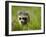 Young Raccoon Walking in Grass, Summer Evening, Assateague Island National Seashore, Maryland, Usa-Paul Souders-Framed Photographic Print