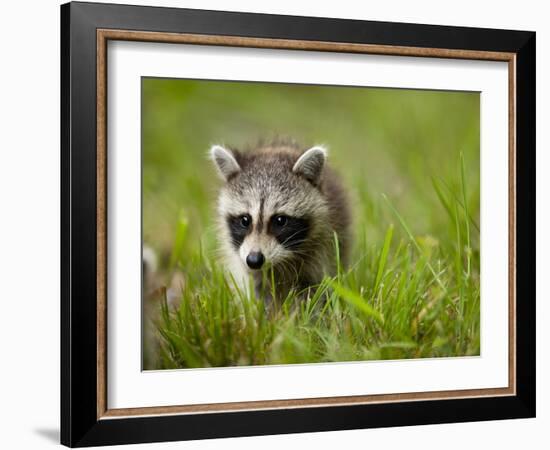 Young Raccoon Walking in Grass, Summer Evening, Assateague Island National Seashore, Maryland, Usa-Paul Souders-Framed Photographic Print