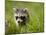 Young Raccoon Walking in Grass, Summer Evening, Assateague Island National Seashore, Maryland, Usa-Paul Souders-Mounted Photographic Print