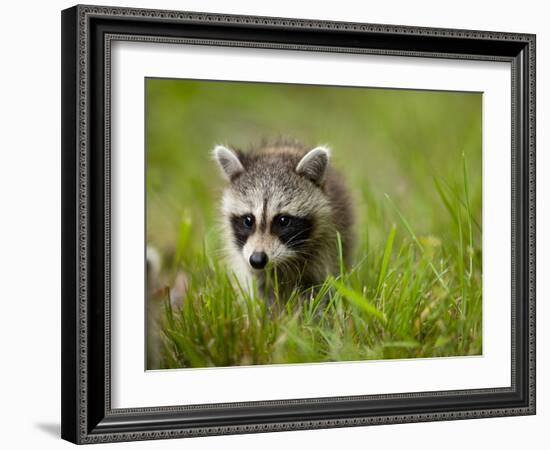 Young Raccoon Walking in Grass, Summer Evening, Assateague Island National Seashore, Maryland, Usa-Paul Souders-Framed Photographic Print